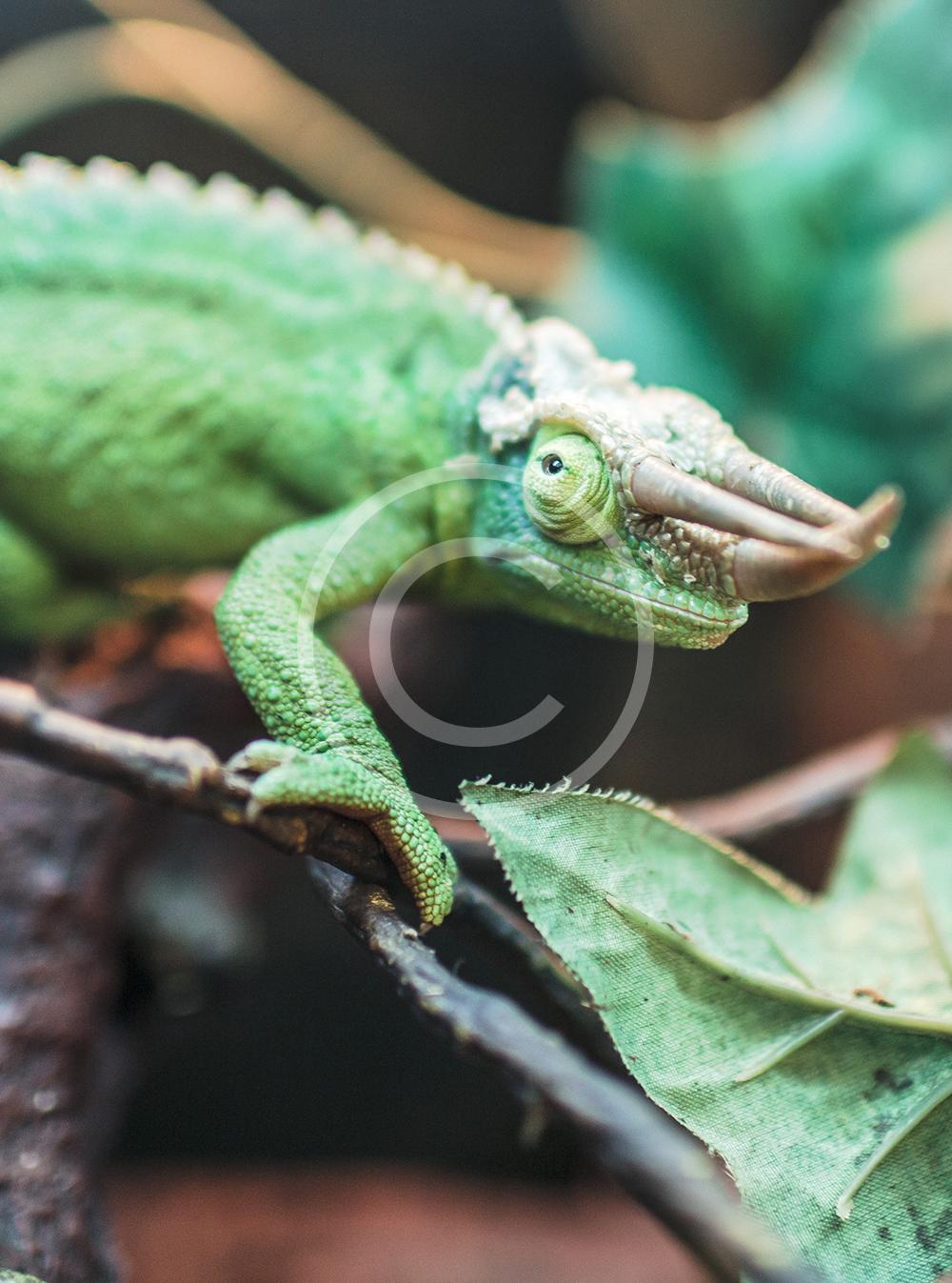animal-green-lizard-reptile.jpg